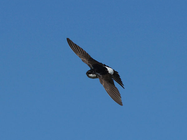 Räystäspääsky, Common House Martin, Delichon urbicum
